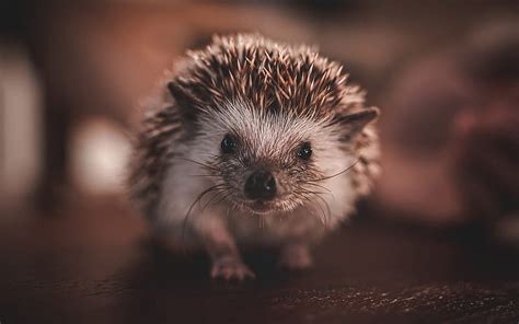 Cute Baby Hedgehog Wallpaper