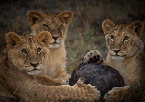 The Pangolin Is Able To Roll Up Into An Armour-Plated Ball, So Lions ...