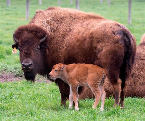 American Bison a Step Closer to Becoming National Mammal of US