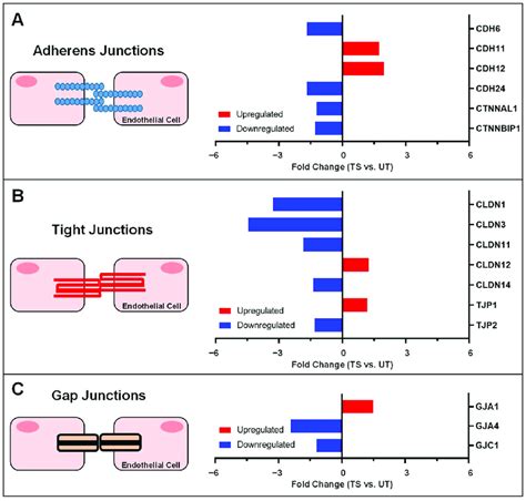 Summary Of Gene Expression Alterations To Inter Endothelial Junctions