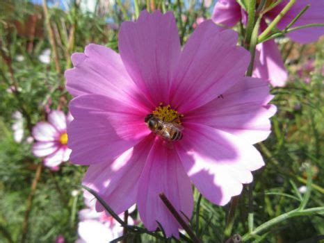 Solve Cosmea Aka Cosmos Flower Jigsaw Puzzle Online With Pieces