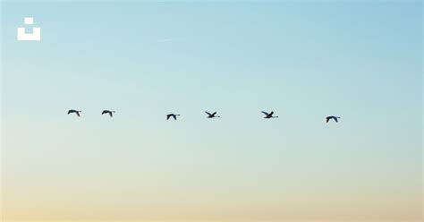 Flock of flying bird during daytime photo – Free Grey Image on Unsplash