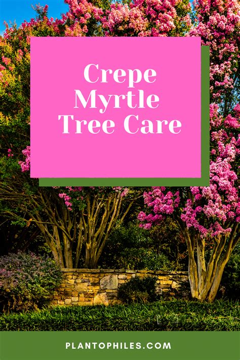 Crepe Myrtle Tree Care Guide - What You Need to Know