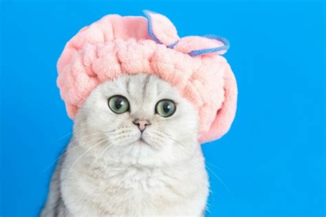 Nomes Para Gatos Ideias Criativas E Populares Para Batizar Seu Felino