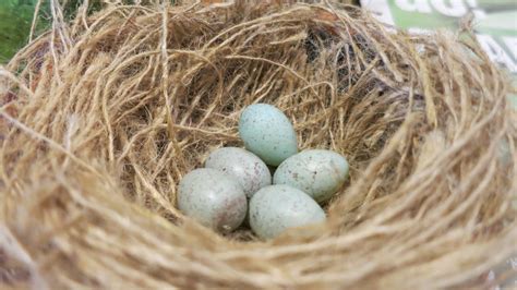 Canary Tales: Failed Nest Inspection - Deep Wide Open Nests