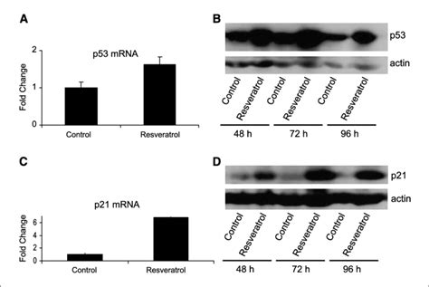 Regulation Of P53 And P21 Mrna And Protein Levels In A549 Human Lung Download Scientific