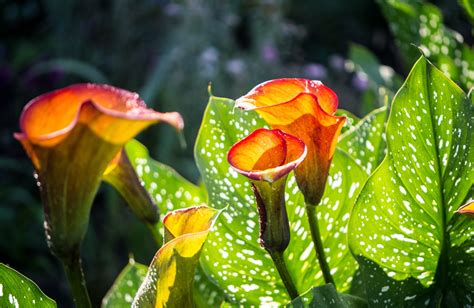 Download Leaf Orange Flower Flower Nature Calla Lily Hd Wallpaper