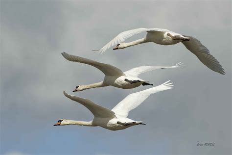 Cygne Tubercul Cygnus Olor Mute Swan Bruno Morcel Flickr