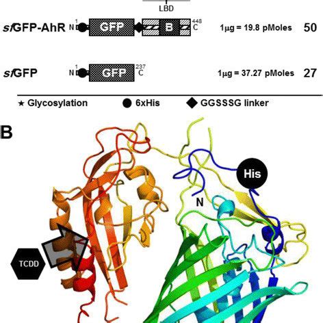 Designing Of The Sfgfp Ahr Fusion Protein A Schematic Representation