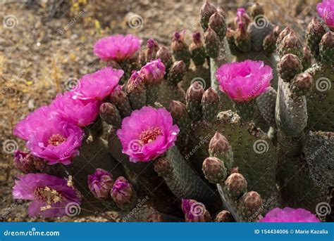 Pink Cactus Flowers Bloom In Desert Landscape Sierra Nevada Mountains