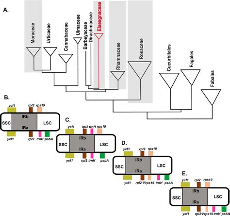 Duplication Of TrnH Gene In Elaeagnaceae A Previous Phylogenetic Tree