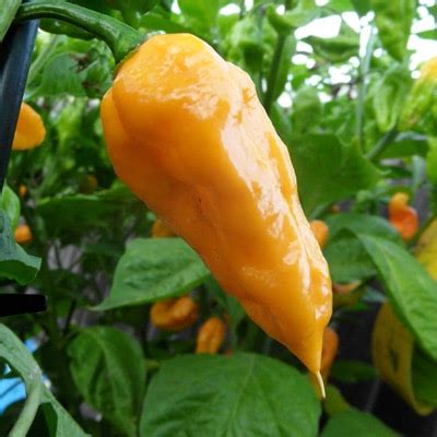 Peach Ghost Pepper | Bhut Jolokia Peach - Magic Plant Farms