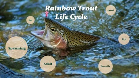 Rainbow Trout Life Cycle by Carter Jessop on Prezi