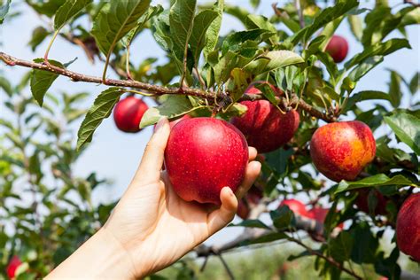 6 Best Texas Apple Orchards to Visit (+ Map to Find Them!)