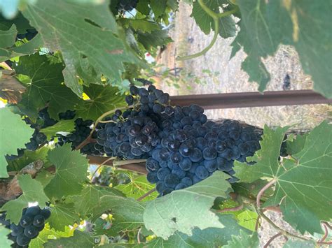 When is a vineyard ready for harvest? – Thomas Clare Cellars