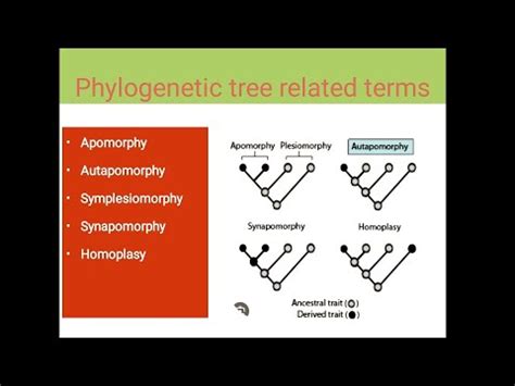 Apomorphy || Autapomorphy || Symplesiomorphy || Homoplasy - YouTube