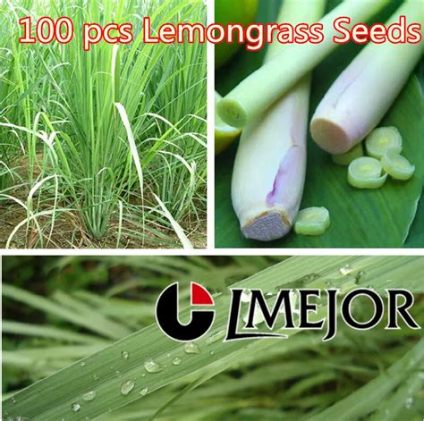 2017 Bonsai Vegetable Seeds 100 Pcs Lot Cymbopogon Citratus Lemon Grass Oil Citronella Nardus