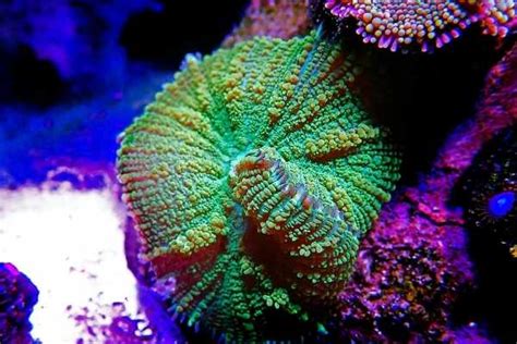 Mushroom Coral Care Facts Different Types And How To Frag