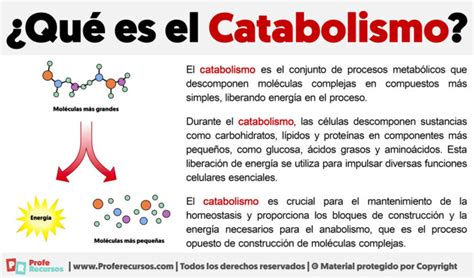 Qué es el Catabolismo Definición de Catabolismo