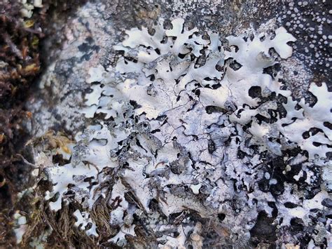 Consortium of Lichen Herbaria Image Details: #1670661