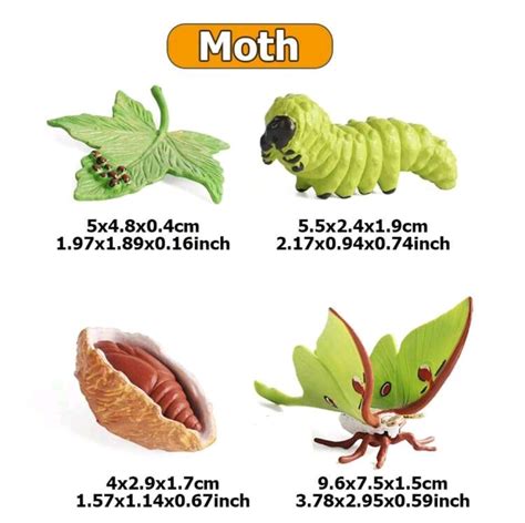 Life Cycle: Moth - Little Buggers