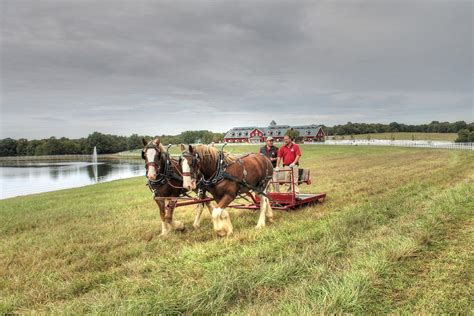 Clydesdale horses ranch farm Photograph by Jane Linders - Pixels