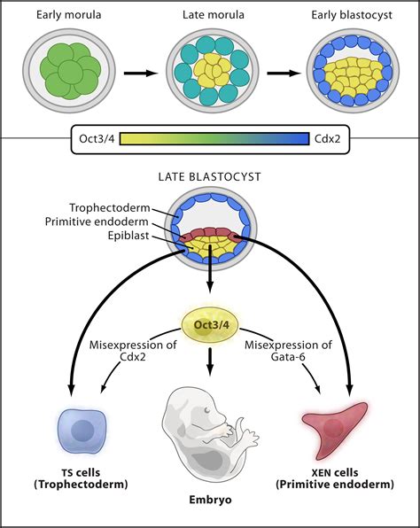 The Battlefield Of Pluripotency Cell