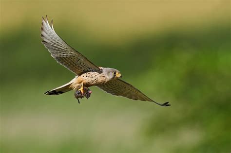 Premium Photo Common Kestrel Falco Tinnunculus