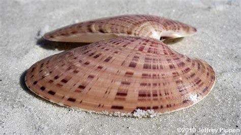 Marine Clams Bivalves