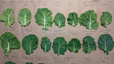 Types Of Collard Greens