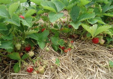 Home Familie Wolf Spargel Erdbeeren Pfel