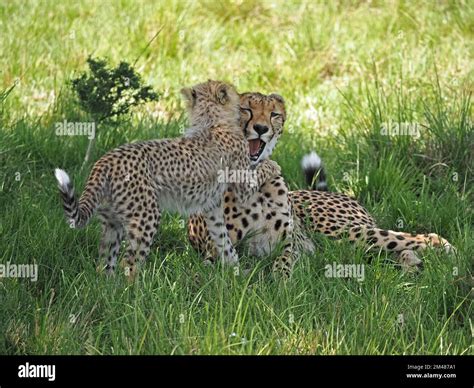 Cheetah Acinonyx Jubatus Cub Playing With Mother At Edge Of Shade In