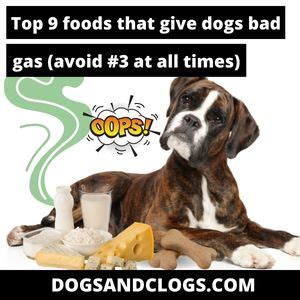 how to help dogs with gas