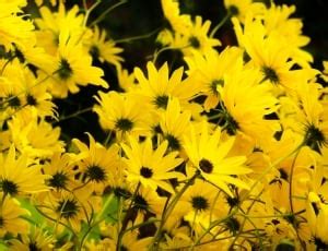 yellow flowers  image peakpx