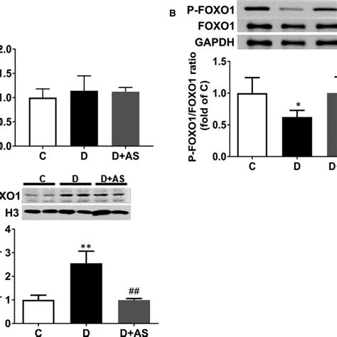 As Supplementation Reduced Myocardial Pfoxo Foxo And Nuclear