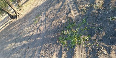 Los Agricultores Hacen Guardias En El Campo Sevillano Para Evitar Los