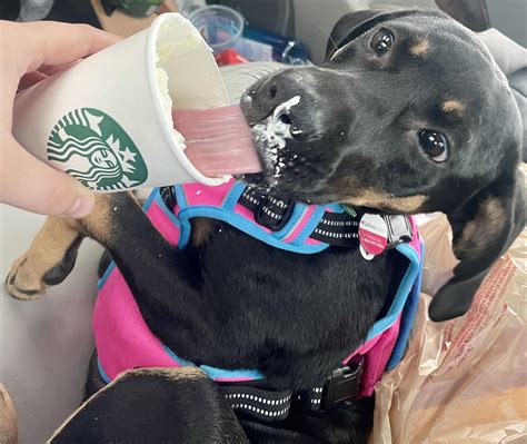 My Pittie mix had her first pup cup yesterday. I think she liked it : r