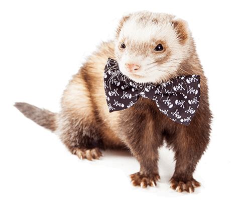 Ferret Clothes Should You Put Ferrets In Clothing