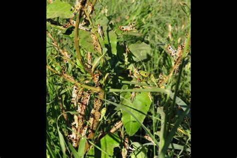 Climate change could mean more intense locust outbreaks, threat to food ...