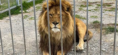 Leones En Peligro De Extinci N Especie En La Lista Roja