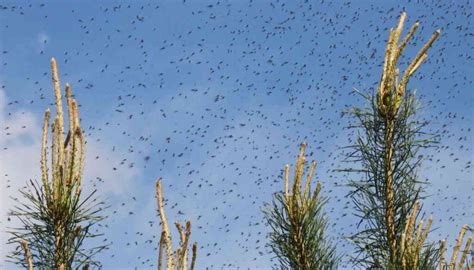 Come Allontanare I Moscerini Dalle Piante Ecco L Incredibile Trucco