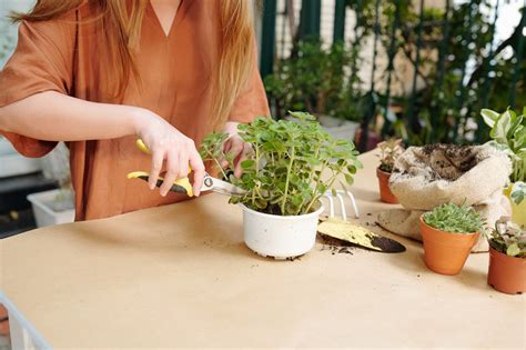 Comment sauver une plante sèche 5 astuces