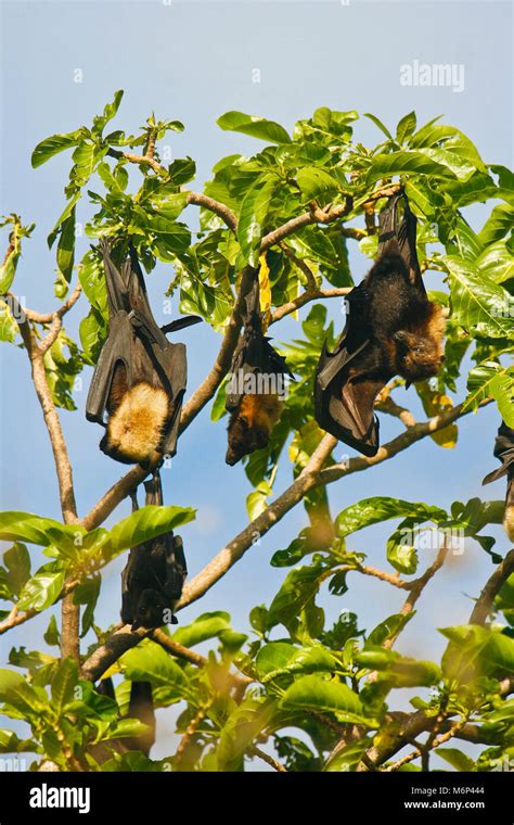 Large Flying Fox Pteropus Tonganus Haapai Islands Tonga Polynesia