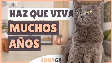 10 Formas De ALARGAR LA VIDA De Tu Gato YouTube