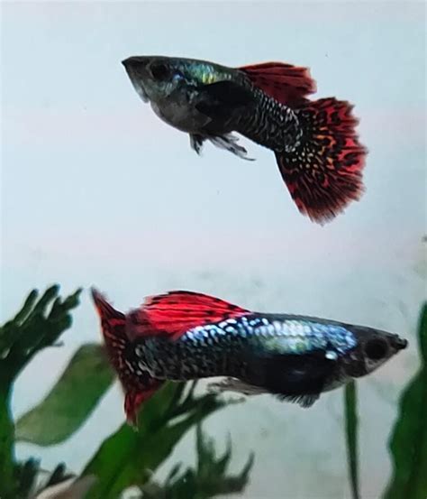 Dragon Mosaic Guppy Pair Male And Female Splashy Fin Live Fish