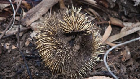 Fact File Short Beaked Echidna Tachyglossus Aculeatus Australian