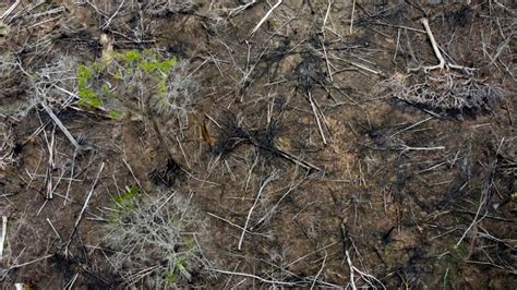 Brazil Amazon Deforestation Drops In Lulas First Months