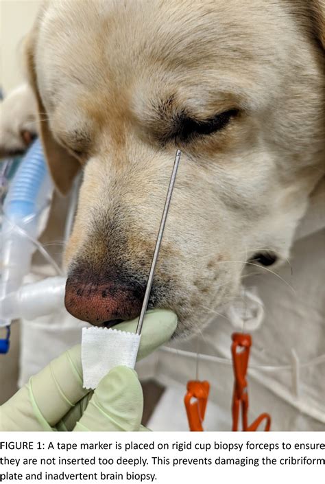 Specialty Spotlight: Nasal Disease in Dogs and Cats - Upstate