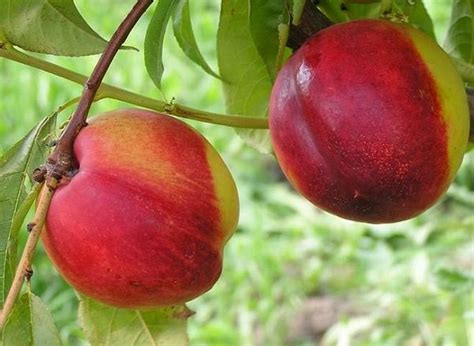 Нектарин «Крымчанин» купить саженцы почтой по низкой цене в интернет ...