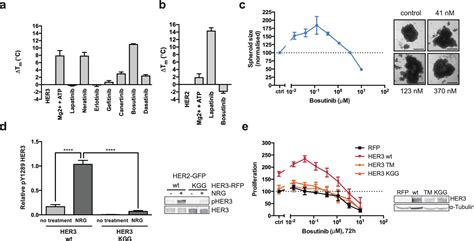 Figures And Data In Inhibitor Induced Her2 Her3 Heterodimerisation